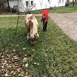 Haus Wilma Gruene Idylle Im Wald Direkt Am Nyaraló